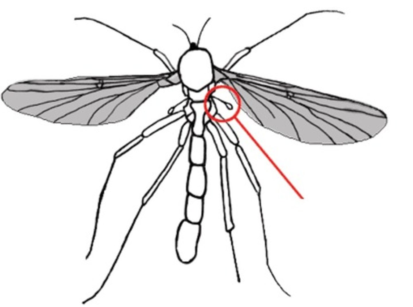 <p>Small knob-like structure that exists behind each wing of flies and their relatives; function in stabilization during flight.</p>