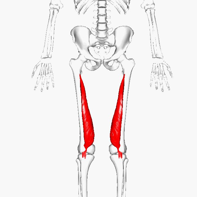 <p>Inner thigh; </p><p>teardrop shape</p><p> 'Medial = inside'</p>