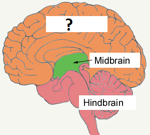 -largest, most complex region of the brain
-cerebrum, cerebral cortex, thalamus, hypothalamus, limbic system