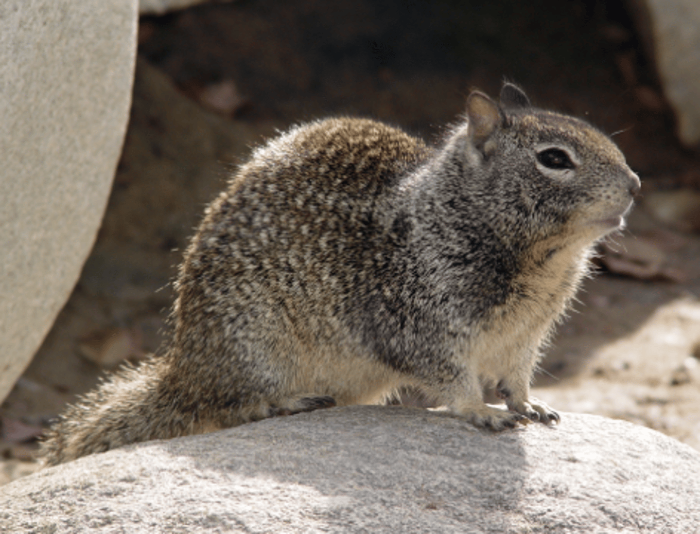<p>Name, habitat, range</p><p>-spermophiline group</p>