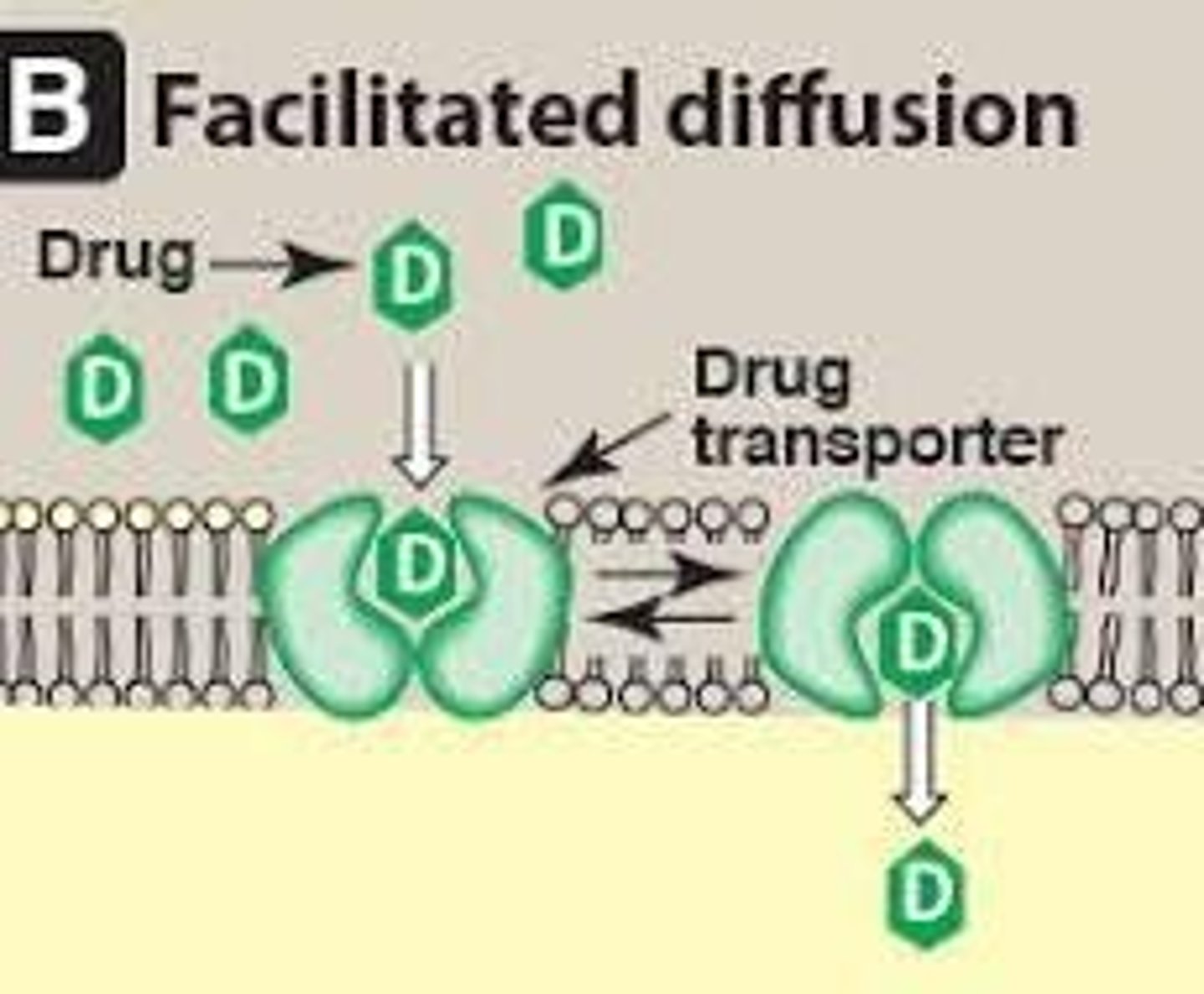 <p>Transmembrane carrier proteins undergo conformational changes to transport large molecules without energy.</p>