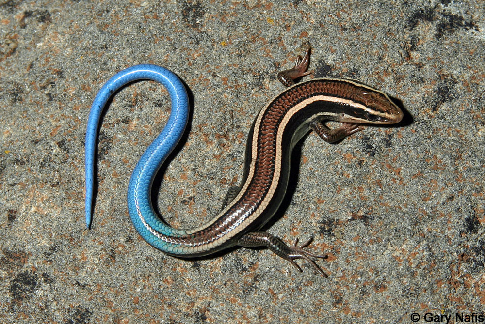 <p>Western part of state • 8.5cm SVL • Darker ground color with stripes along the dorsolateral edge and 2 additional lateral stripes • Often under rocks</p>