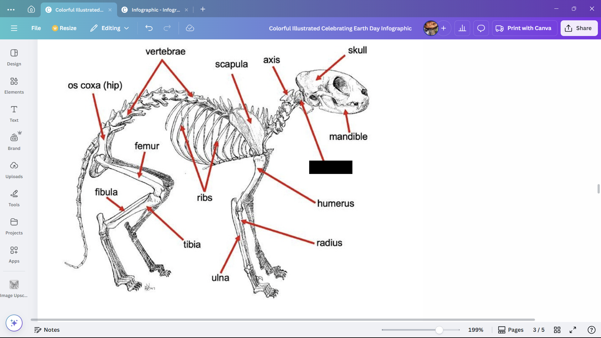 <p>A cervical vertebra of a cat that articulates with the atlas.</p>