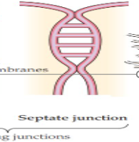 <ul><li><p><span>common in invertebrate groups</span></p></li><li><p><span>differ from tight junctions in their fine structure</span></p></li><li><p><span>tight and septate junctions are sometimes aptly called occluding junctions</span></p></li><li><p><span>block or occlude the spaces between adjacent epithelial cells, preventing open passage between the fluids on either side of an epithelium​</span></p></li></ul><p></p>