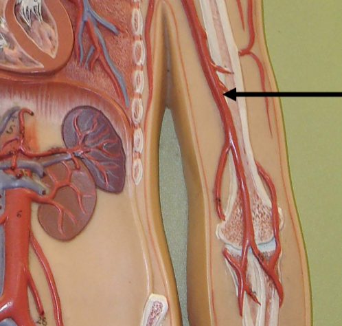<p>Runs through the arm (brachium = arm)</p>