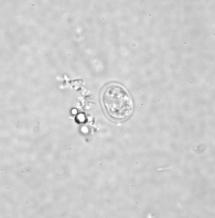 <p>Professor: Dr. Glena Fe A. Yapchulay-Alcabasa</p>