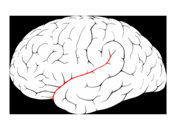 <p>Identify the highlighted region and the textbook definition associated with it</p>