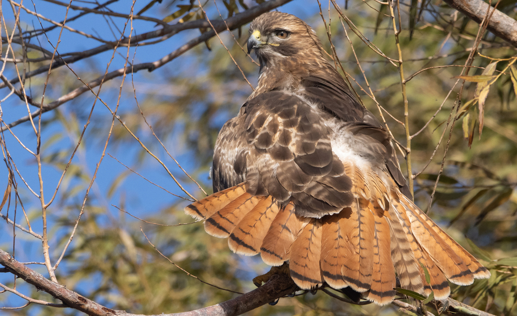 <p><span><em>Southwestern </em>Red-Tailed Hawk</span></p>