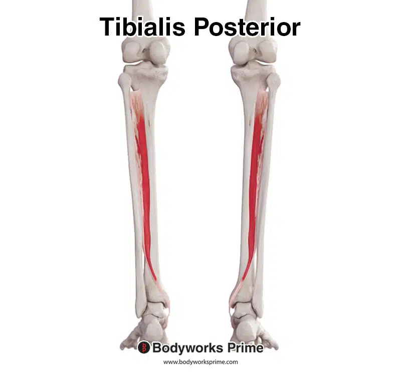 <p>Ankle, Foot, &amp; Toes Muscle Location:</p>