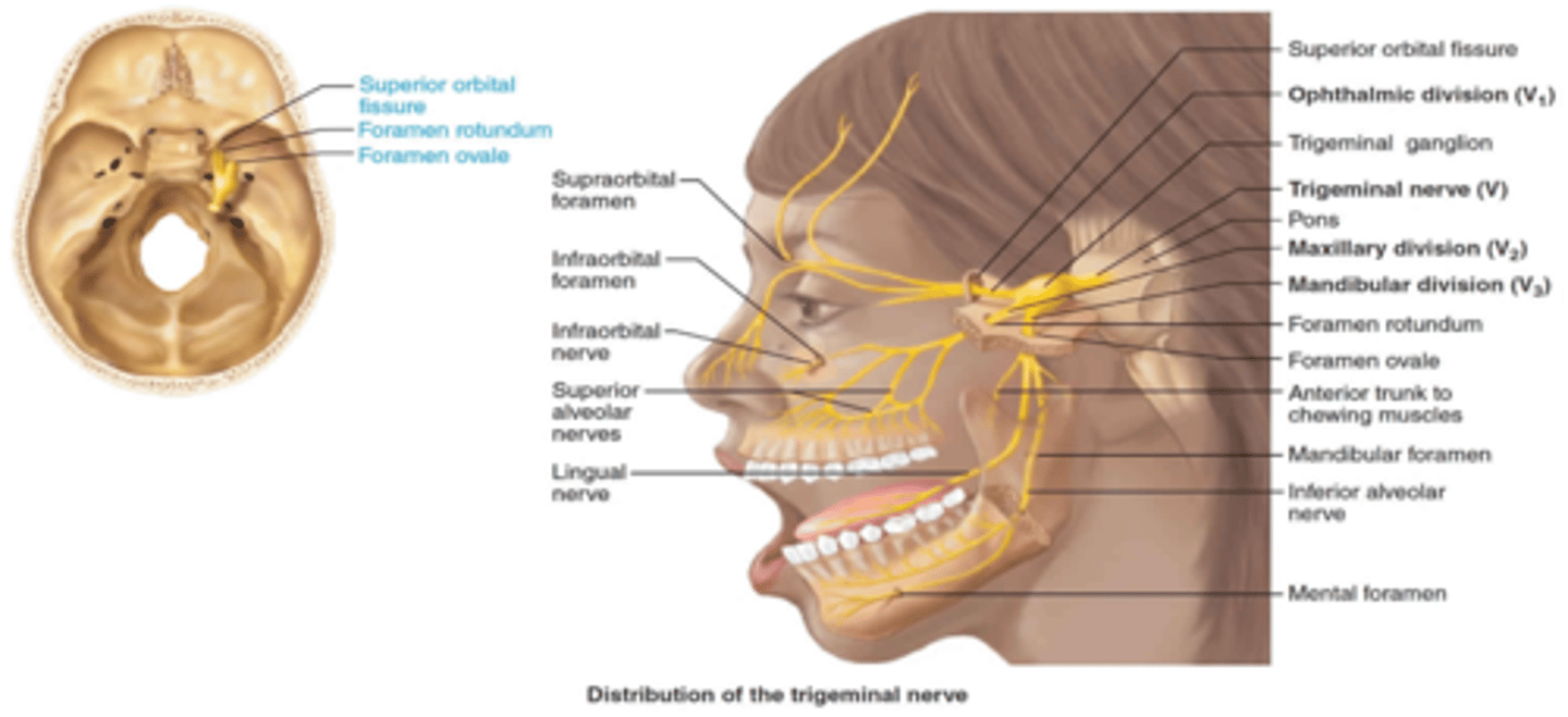 <p>Foramen ovale</p>