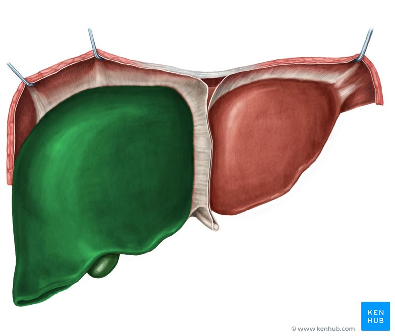 <p>The <strong><em><em></em></strong><strong><em></em></em></strong> is the larger portion of the liver located on the right side of the body, playing a key role in metabolism, detoxification, and the production of bile.</p>