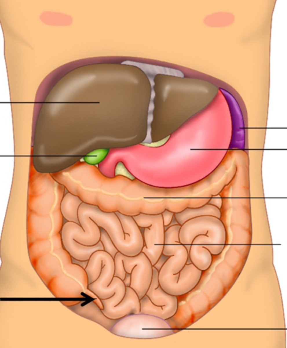 knowt flashcard image