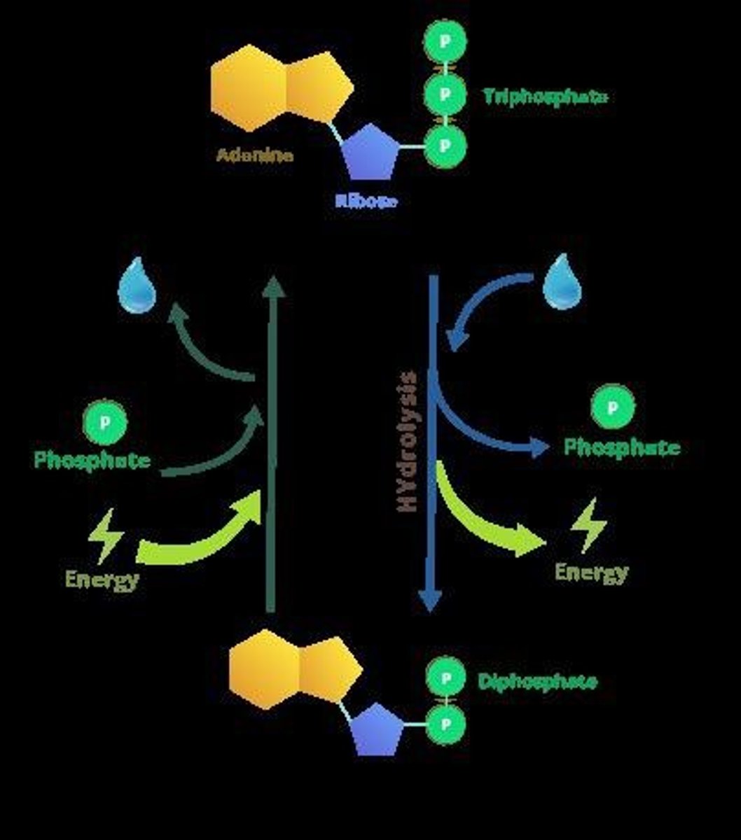 <p>The process of breaking down ATP to release energy and phosphate, which is an exergonic reaction.</p>