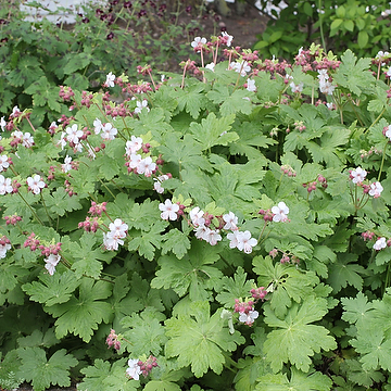 <p>Vilken blomma?</p>