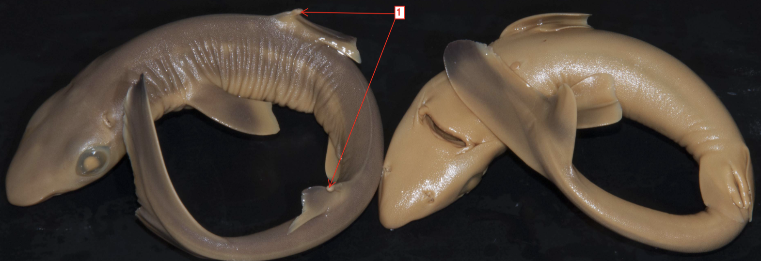 <p>!</p><p>phylum</p><p>subphylum</p><p>superclass</p><p>class</p><p>superorder</p><p>order</p>