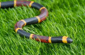 <p>Red next to Yellow</p>