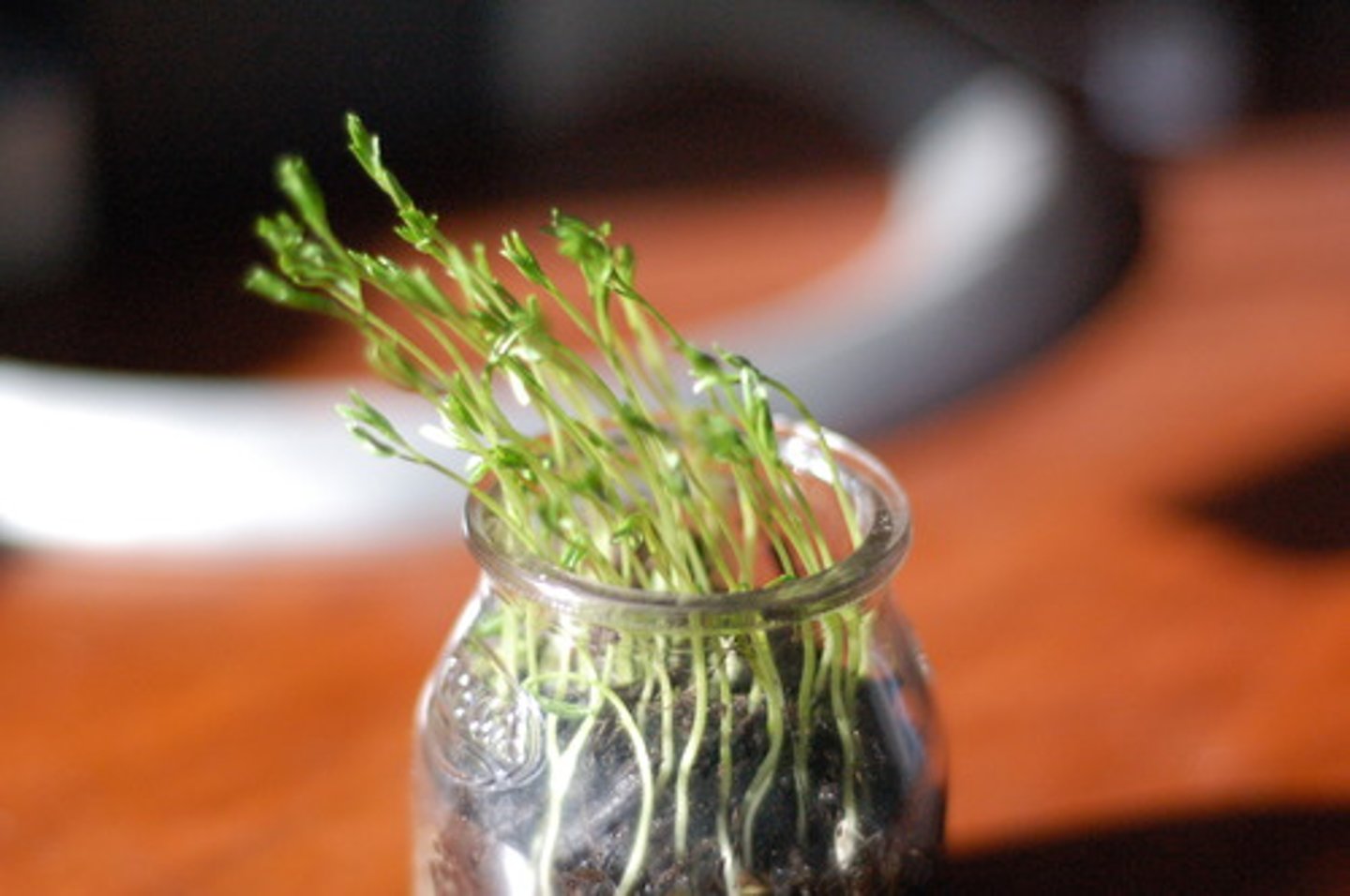 <p>A plant's growth response to light</p>