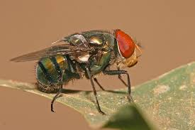 <p>Early colonizers of decomposing bodies; their development helps estimate time of death.</p><ul><li><p>Tend to arrive first to the dead animal's body and lay eggs</p></li><li><p>ID species, determine where they are in life cycle then backtrack to get TOD</p></li></ul><p></p>