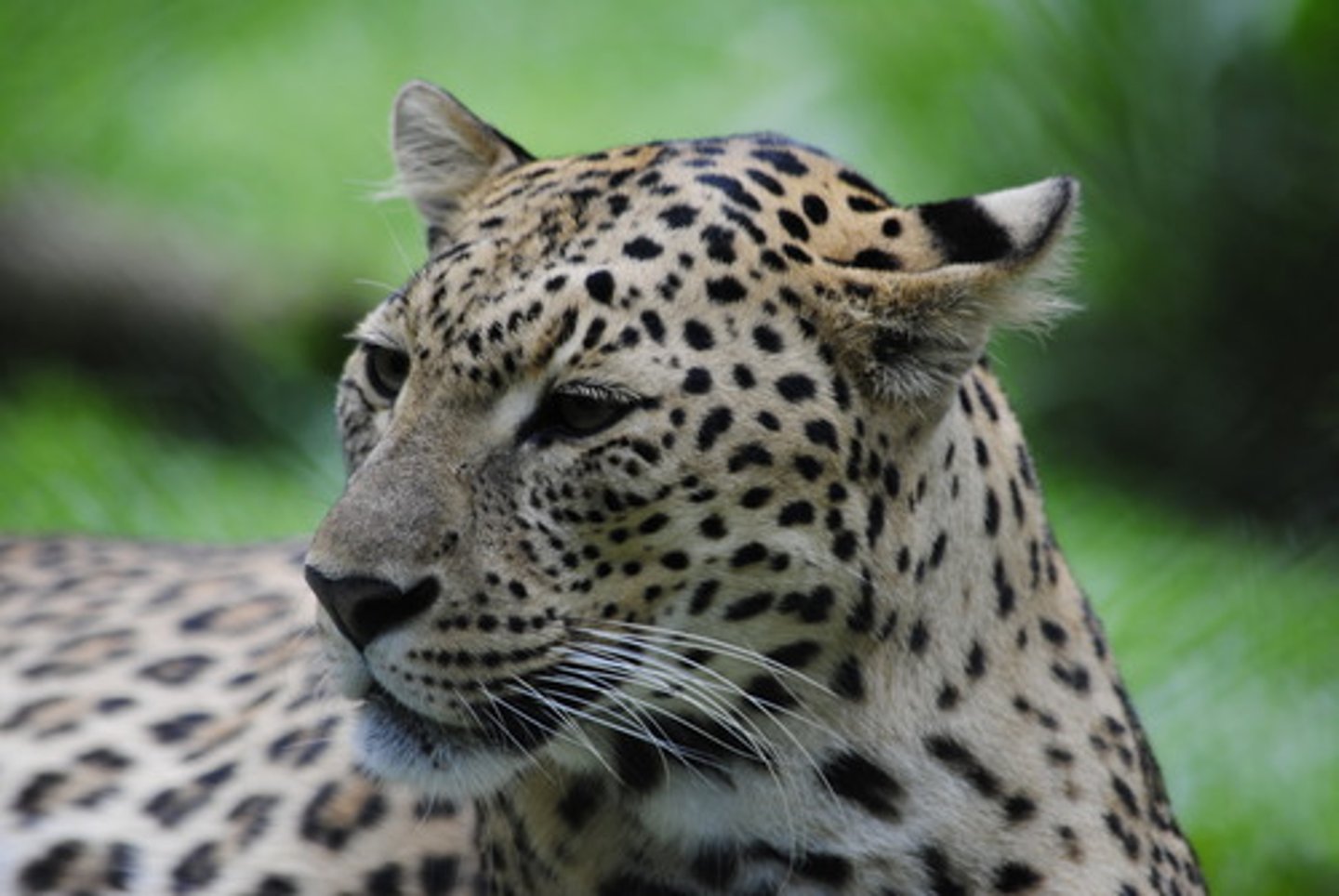 <p>leopar</p>