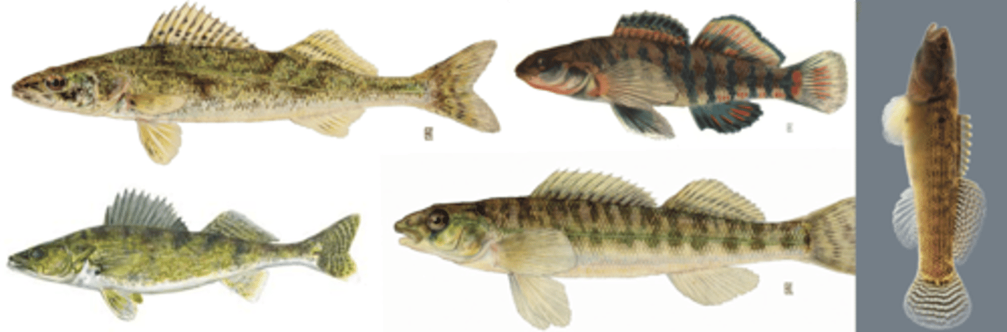 <p>Sauger</p><p>Walleye</p><p>Logperch</p><p>Rainbow Darter </p><p>Fantail Darter</p>