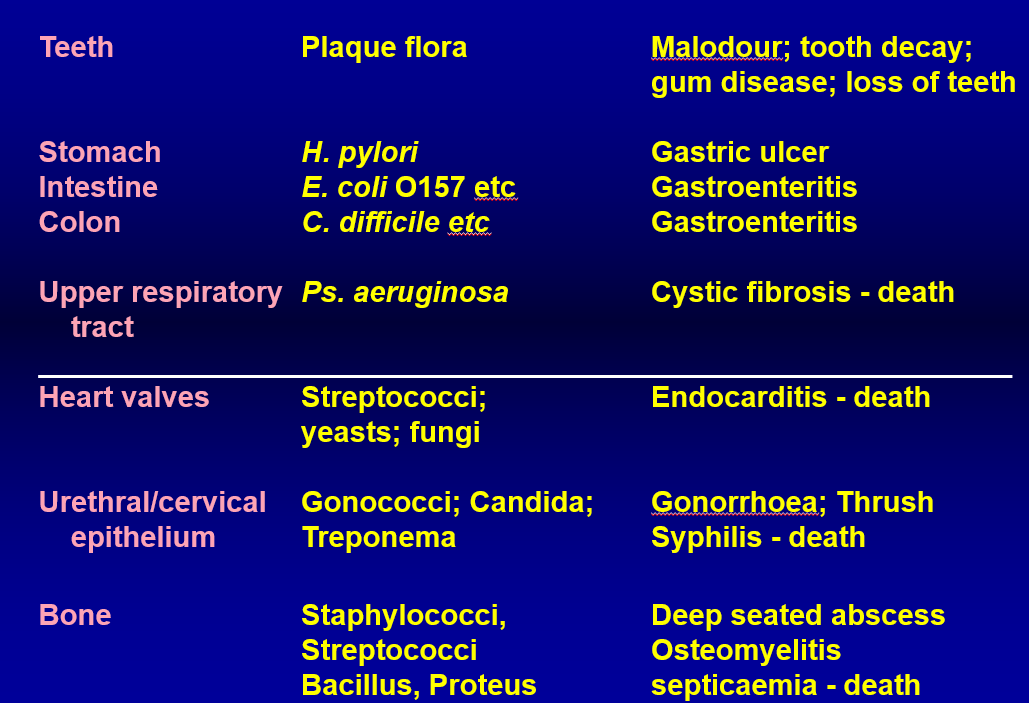 <p>ASSOCIATED MEDICAL PROBLEMS </p><ul><li><p>dental plaque </p><ul><li><p>leads to odour, tooth decay, gum disease</p></li></ul></li><li><p>stomach intestine colon infection </p><ul><li><p>can cause gastroentiritis —&gt; E. coli, C. diff, H. pylori </p></li></ul></li><li><p>upper respiratory infections </p><ul><li><p>can cause cystic fibrosis —&gt; P. auruginosa </p></li></ul></li><li><p>biofilms on heart valves </p><ul><li><p>can cause endocarditis —&gt; strep </p></li></ul></li><li><p>urethra/cervical infections </p><ul><li><p>can cause gonhhorea, cyphilis —&gt; gonococci, candida </p></li></ul></li><li><p>bone diseases </p><ul><li><p>can cause deep seated abscess —&gt; caused by staph, streptococci, bascillus </p></li></ul></li></ul><p></p>