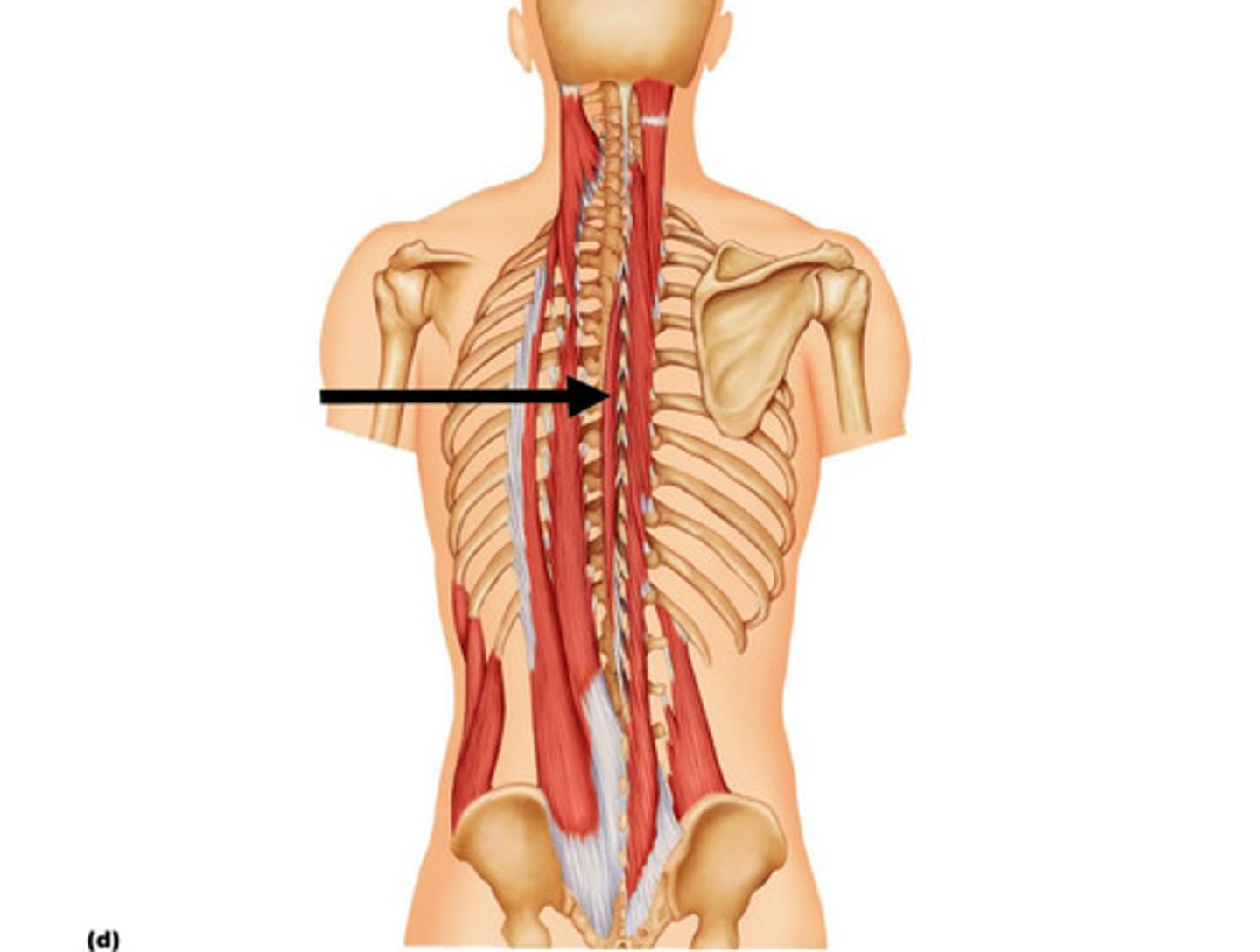 <p>Spinalis</p>