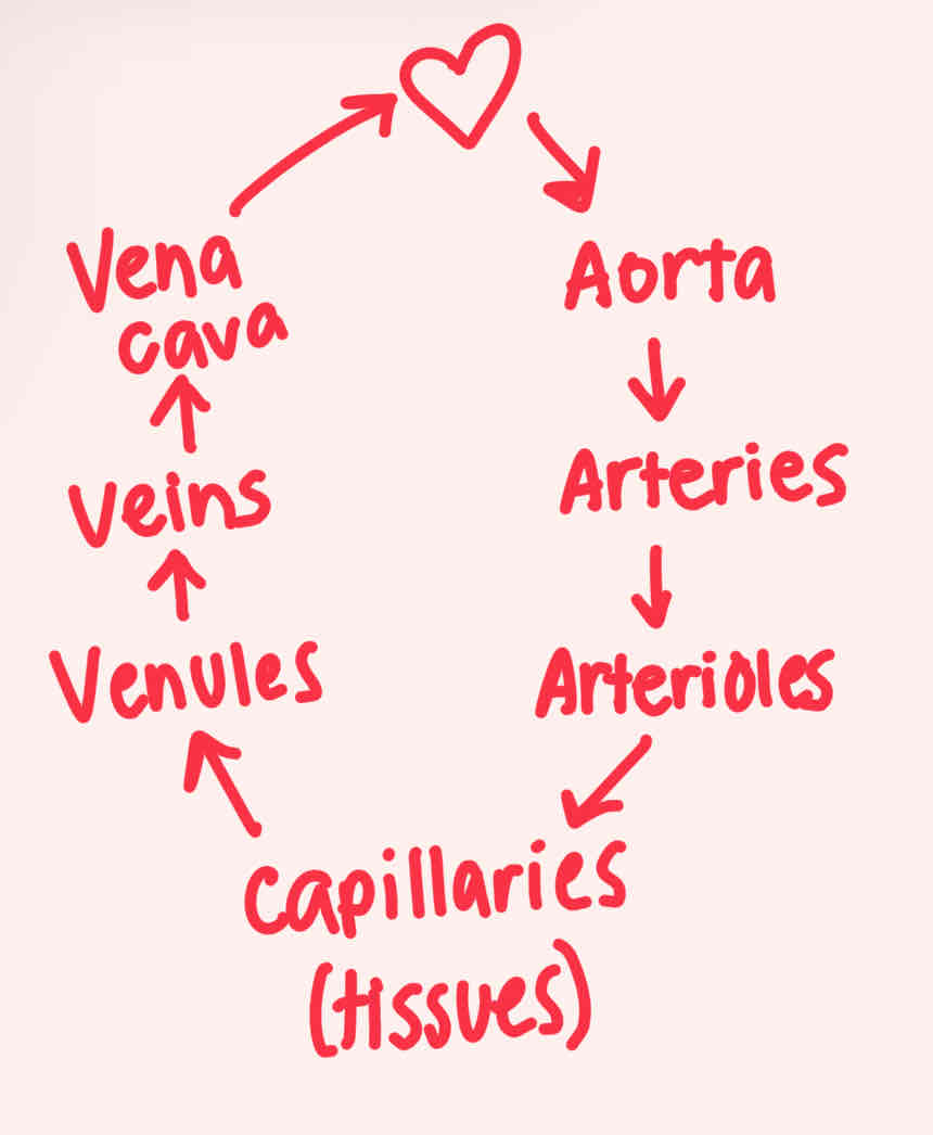 <p>Aorta —&gt; Arteries —&gt; Arterioles —&gt; Capillaries (tissues) —&gt; Venules —&gt; Veins —&gt; Vena Cava</p>