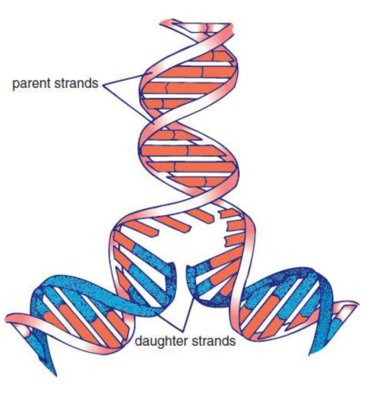 <p>one parental strand is retained in each of the two resulting identical double-stranded DNA molecules</p>