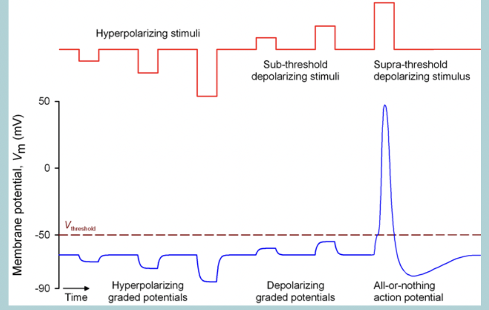 <p>Action potential generation possible in EXCITABLE cells&nbsp;</p><ul><li><p>Graded potentials move the MEMBRANE POTENTIAL towards or away from the THRESHOLD; ACTION POTENTIAL (AP) can be generated&nbsp;</p></li></ul><p></p>