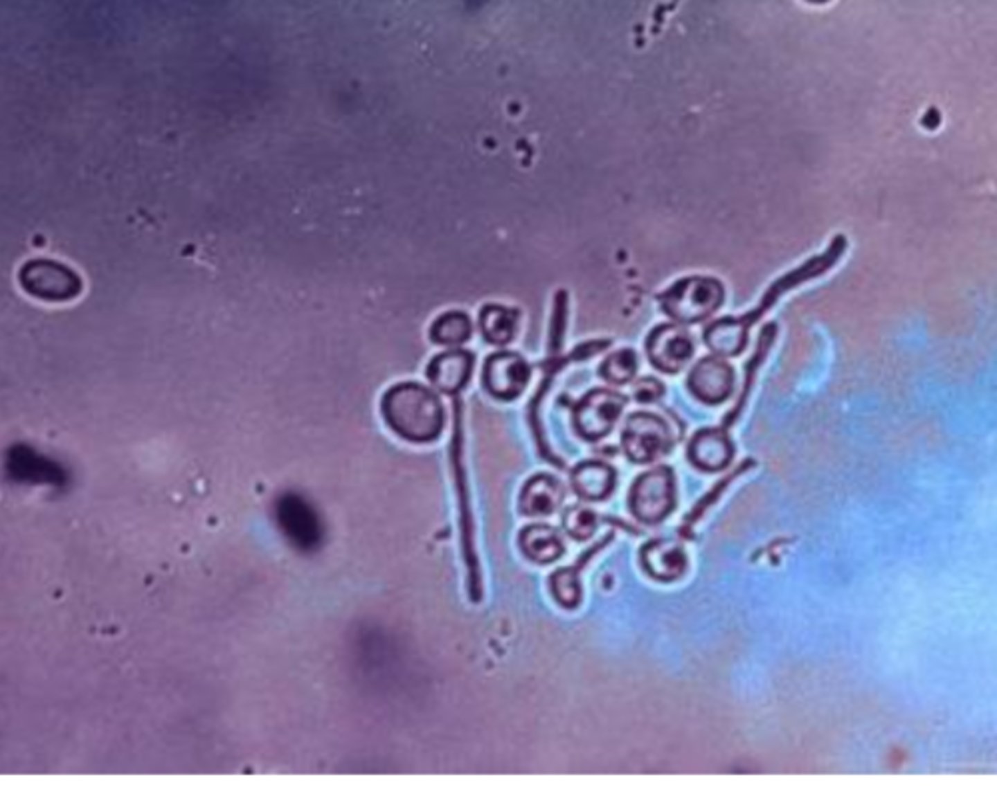 <p>what species and what medium is used for isolation?</p>