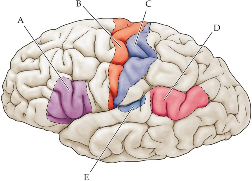 <p>Label areas A, D, and E</p>