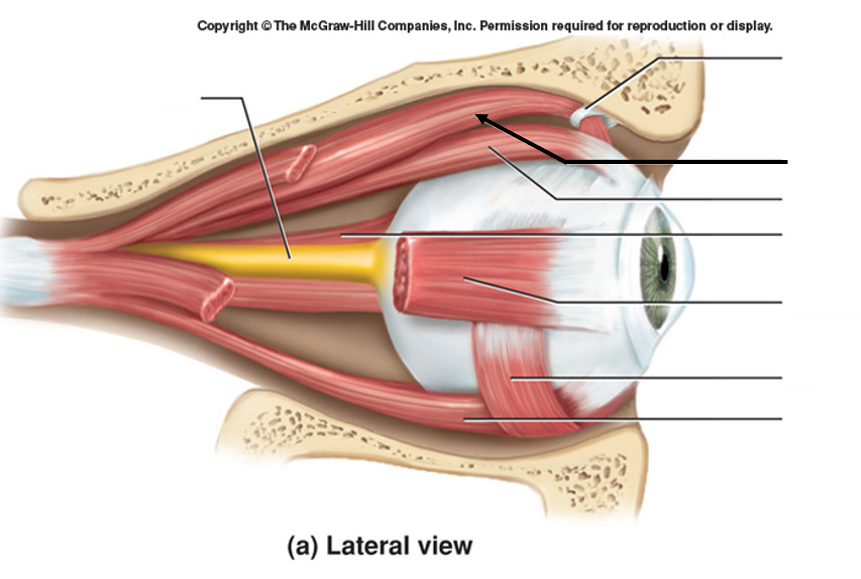 <p>CN IV (trochlear nerve), internally rotates the eye</p>