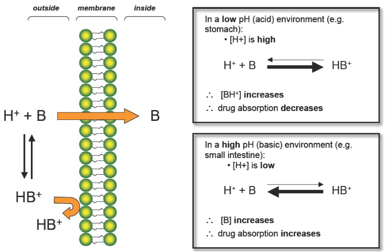 <p>In acidic Environments:</p><p>H+ is HIGH</p><p>BH+ increases (ionized form)</p><p>Drug Absorption DECREASES</p><p>LIKE DISSOLVES LIKE!!!!!!!!!</p><p></p><p>In Basic environments:</p><p>H+ is LOW</p><p>B increases (nonionized form)</p><p>Drug Absorption INCREASES</p><p>LIKE DISSOLVES LIKE!!!!!!!!!</p>