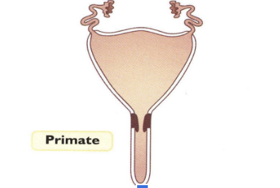 <p>Type of Uterus</p><ul><li><p><span style="background-color: transparent; font-family: "Times New Roman", serif;"><span>No defined uterine horns</span></span></p></li><li><p><span style="background-color: transparent; font-family: "Times New Roman", serif;"><span>Simply uterine body</span></span></p></li><li><p><span style="background-color: transparent; font-family: "Times New Roman", serif;"><span>Primates</span></span></p></li></ul><p></p>