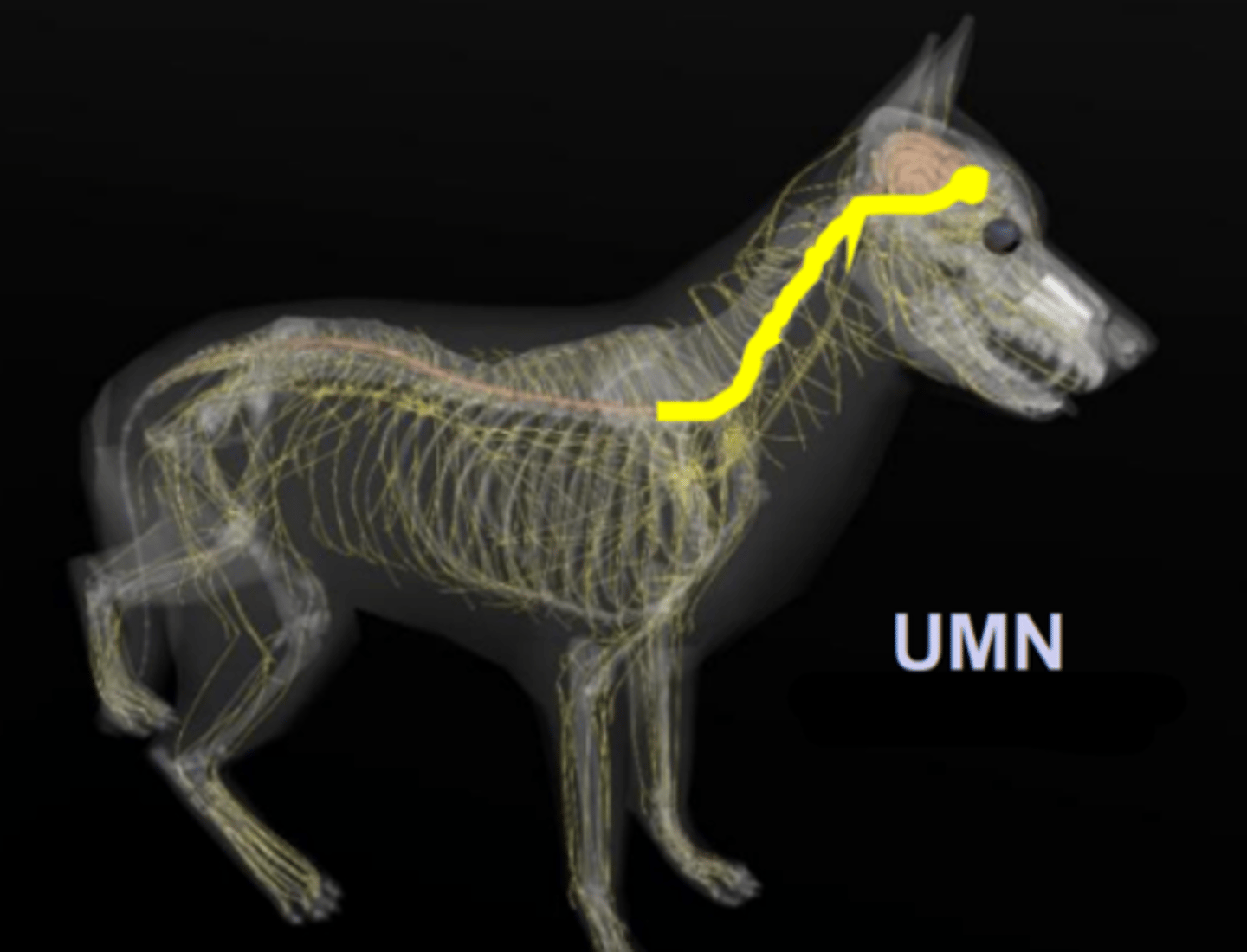 <p>UMN of the _______</p>