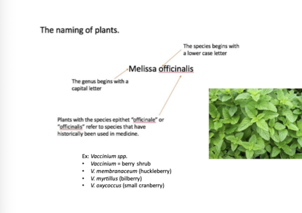 <p>Plants are generally named using a binomial nomenclature system, which includes a genus and species name, ensuring consistent classification and identification. The genus begins with a capital letter and the species with a lower case.</p>