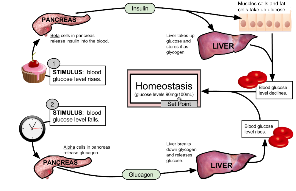 <p>When blood sugar rises, receptors in the body sense a change. In turn, the control center (pancreas) releases beta cells to secrete insulin into the blood, effectively lowering blood sugar levels. Targets muscle cells, fat cells, and liver cells, and allows the to take in glucose. </p><p></p><p> When blood glucose levels fall, the pancreas releases alpha cells that secrete glucagon to raise them.. It targets liver cells, and allows it to break down glycogen into glucose.</p>
