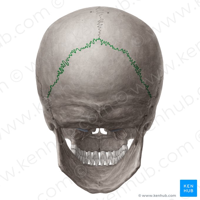 <p>What part of the skull is this?</p>