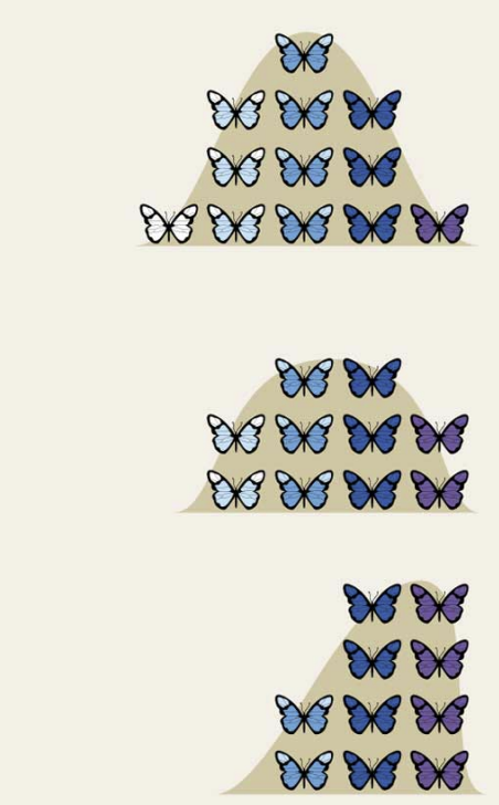 <ul><li><p><span>Allele frequencies shift in one direction</span></p></li></ul><p>Ex. <span>The extreme right version if the species survives to reproduce&nbsp;</span></p>