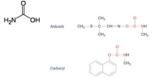 <p>Compounds commonly found in insecticides that are derived from carbamic acid, usually N-methylcarbamates. They present different levels of acute oral toxicity, with carbaryl having the highest and aldicarb having the lowest toxicity. Dermal toxicity is low, but can be amplified by combination with different organic solvents.</p>