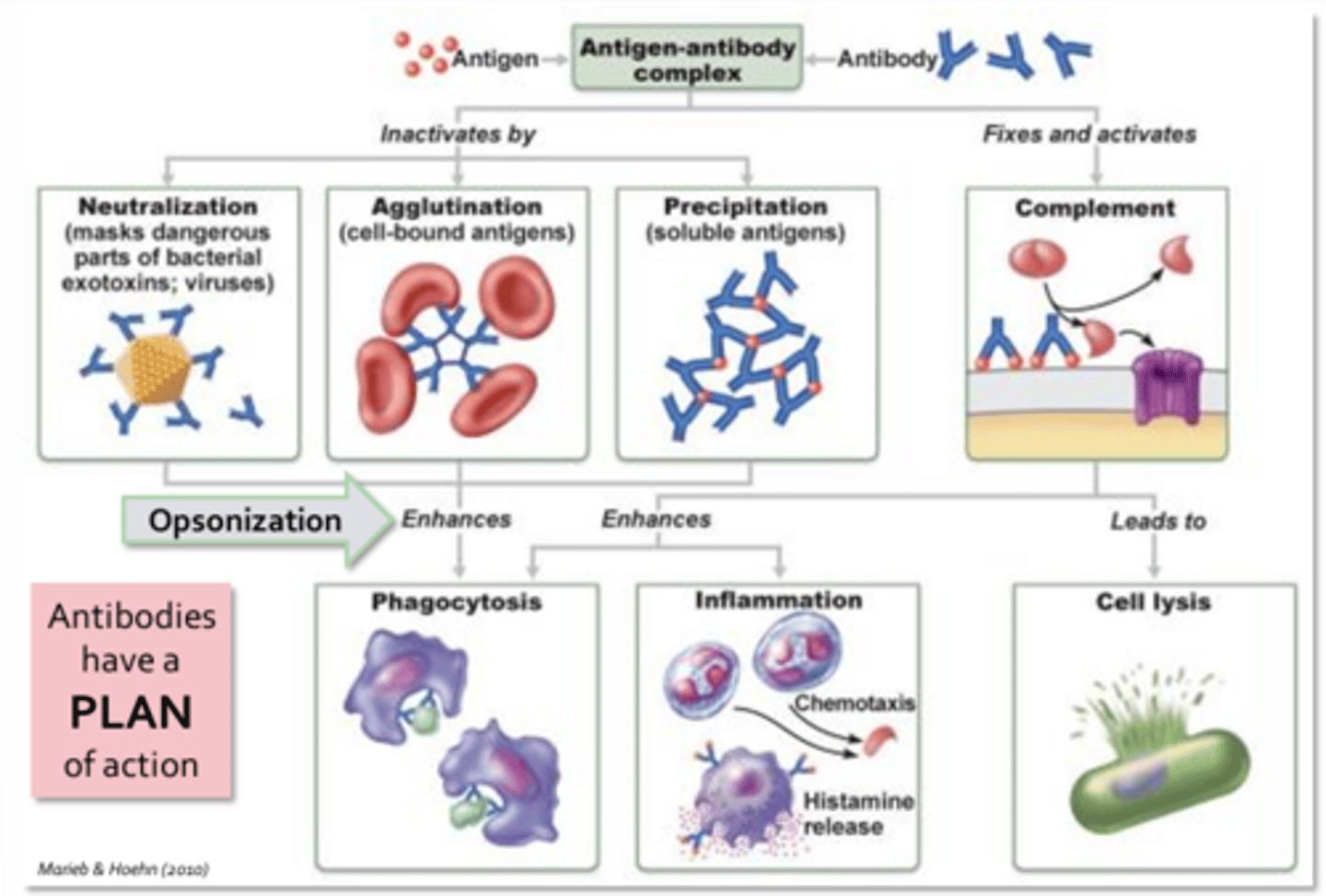 <p>Neutralization:</p><p>- When antibodies bind toxins, they often inactivate it through direct or allosteric inhibition of the toxin's active site</p><p>- Antibodies may neutralize bacteria and viruses by binding key surface molecules that are necessary for bacterial adherence or viral fusion with host cells</p><p>Agglutination:</p><p>- Each antibody possesses at least 2 antigen binding sites, hence they are capable of binding more than one antigen resulting in clumping or agglutination </p><p>- Binding of soluble molecules, instead of cells will cause precipitates to form</p><p>Precipitation:</p><p>- Much easier for phagocytes to capture and engulf than freely moving antigens </p><p>Opsonization:</p><p>- Tagging antigens to help improve phagocytosis</p><p>Complement:</p><p>- Formation of a membrane attack complex or enhancement of inflammation by inducing histamine release from platelets, basophils, and/or mast cells or by acting as a chemotaxis agent for neutrophils </p><p>Fc Receptors:</p><p>- On the surface of mast cells, basophils, and eosinophils</p><p>- Capable of binding the stem region of antibodies (act as surface receptors)</p><p>- Results in degranulation and liberation of histamine, enhancing inflammation </p>