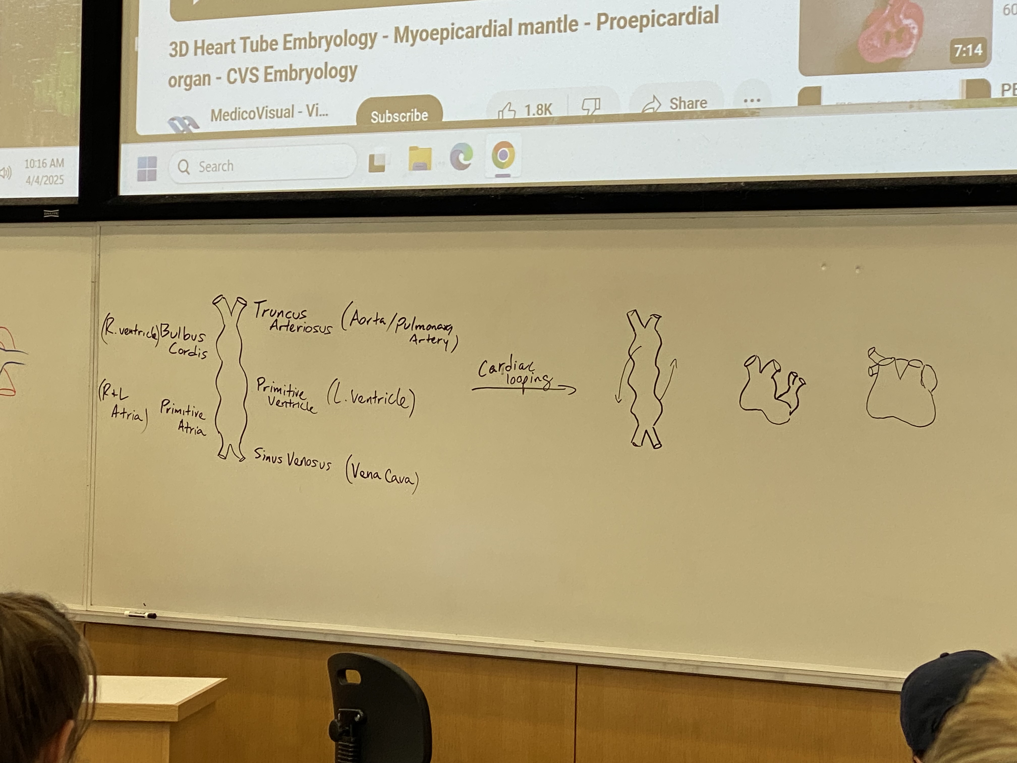 <p>top part w ventricles starts looping to (its right, my left) coming out at me + down</p><p>atria part starts doing the opposite, looping to (its left, my right) going back into the board + up</p><p>process continues until primitive atria loops behind, up, and back to rest on top of the primitive ventricle + bulbus cordis</p><p>all of the chambers will fuse again so we will have one big empty heart sac; chambers will have to be built after</p>