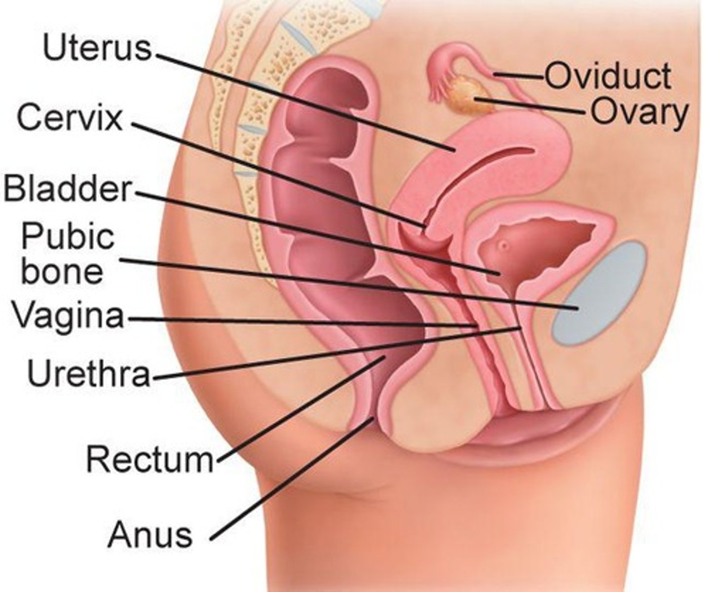 <p>Female reproductive glands producing egg cells.</p>