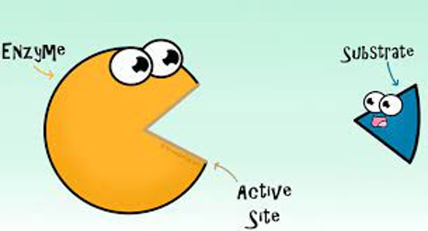 <p>1. Enzymes have a sort of mouth called the active site where a substrate goes. </p><p>2. The substrate is something that is reacting. The substrate IS used up in the reaction. </p><p>3. Each enzyme is designed for a specific substrate, the substrate fits into the specific enzymes active site. </p>