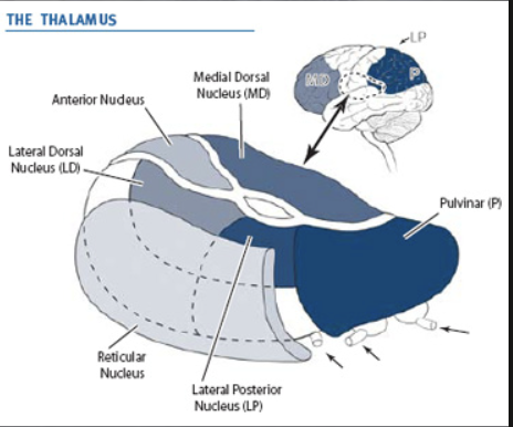 <p>origin: part of the ventral thalamus that forms a capsule around the thalamus laterally </p><p>function: integration and regulation of thalamic neuronal activity </p>