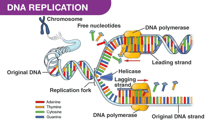 <p>In DNA polymerase 1, the 3’ to 5’ exonuclease activity is part of the monomeric unit. It is crucial for proofreading function of DNA polymerase 1</p>