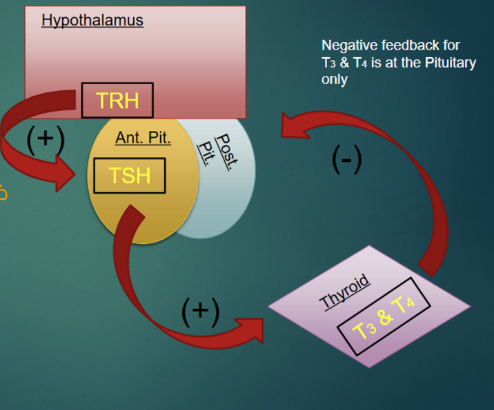 <p>thyrotropin-releasing hormone (TRH), thyroid-stimulating hormone (TSH), thyroid hormones (T3 and T4) </p>
