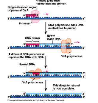 <ol><li><p>primase joins rna nucleotides into primer</p></li><li><p>dna polymerase adds dna nucleotides to primer</p></li><li><p>a different dna polymerase replaces the rna with dna</p></li></ol><p></p>