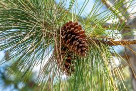 <p>Slash Pine </p>