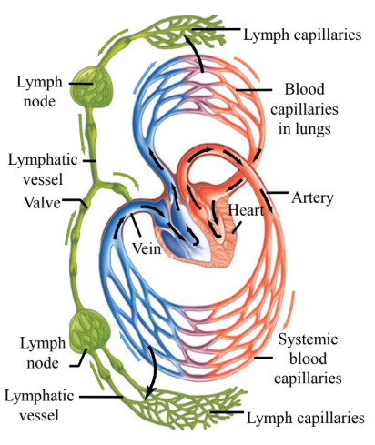 <ul><li><p>Lymph nodes, etc. </p></li><li><p>Sites where lymphocytes encounter antigens and become activated. </p></li><li><p>Where B-Cells and T-Cells mature upon pathogen encounter.</p></li></ul><p></p>